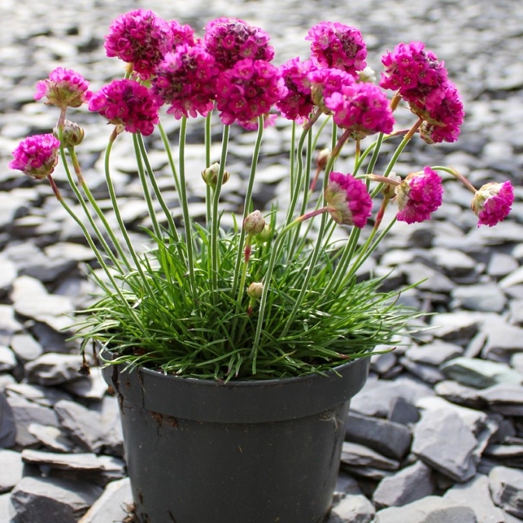 Armeria Maritima Splendens Sea Pink - in Bud & Bloom