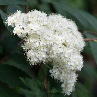 Sorbus Aria 'Majestica' Whitebeam Tree