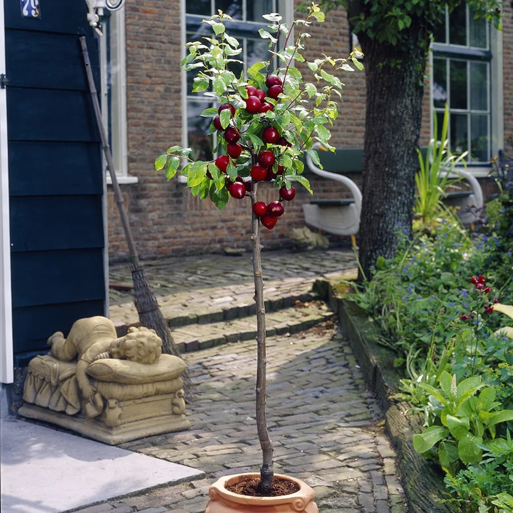 Cherry Tree - Summer Sun Patio (Gisela 5) - 150-170cm Tall