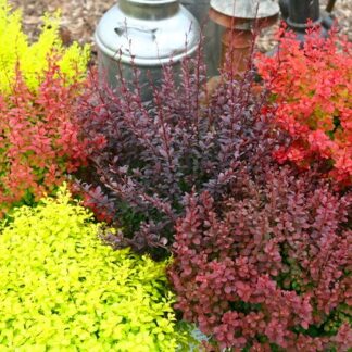 Bright Berberis Collection - Pack of Three