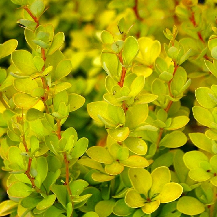 Berberis Thunbergii Aurea - Golden Barberry