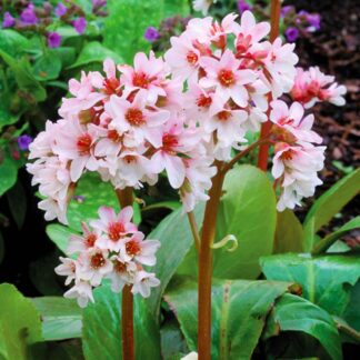 Bergenia Cordifolia Jelle