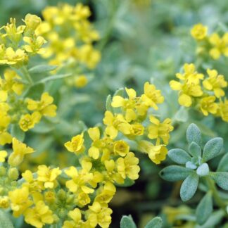 Alyssum Montanum 'Berggold'