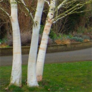 Betula Utilis Var. Jacquemontii 'Doorenbos' - White Bark West Himalayan Birch Tree - Circa 140-160cm