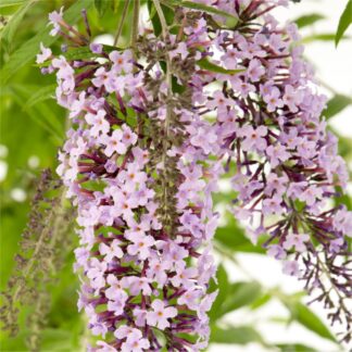 Wisteria Lane Butterfly Bush - Masses of Flowers - Large Specimen Buddleia Plant