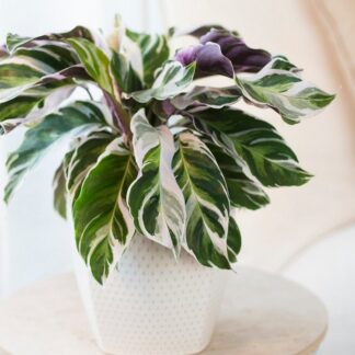Calathea Lietzei 'Fusion White' - Calathea Plant
