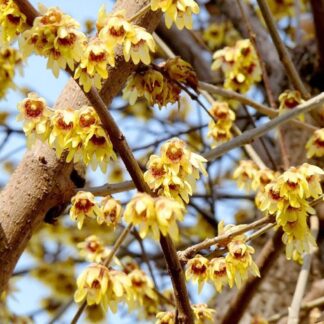Chimonanthus Praecox - Wintersweet Calycanthus - Large