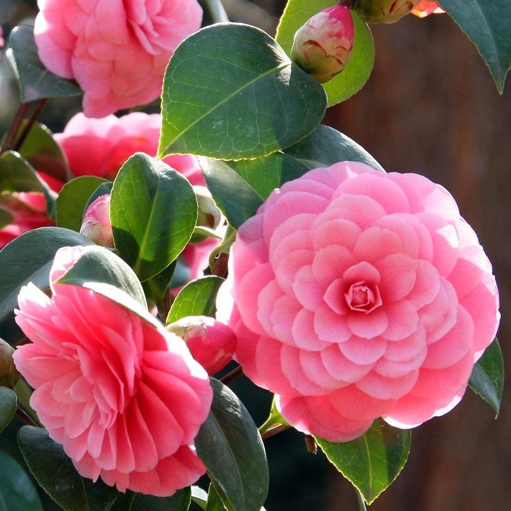 Camellia × Williamsii E.g. Waterhouse
