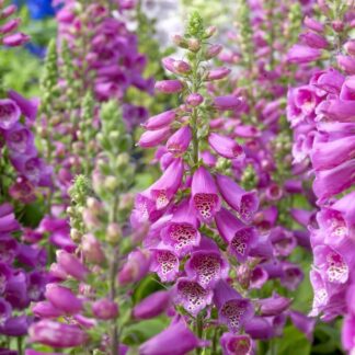 Digitalis Purpurea Camelot Rose - Dalmatian Purple Foxgloves