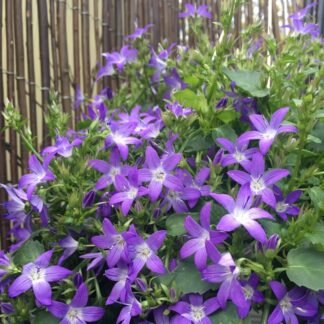 Campanula Poscharskyana Stella