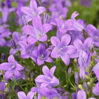 Campanula Portenschlagiana Catharina