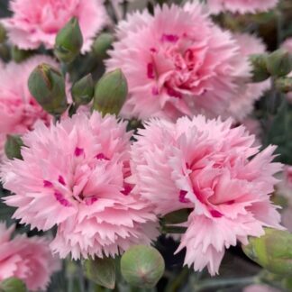 Dianthus Candy Floss