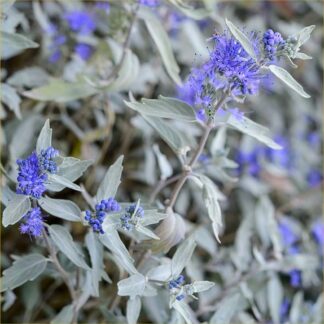 Caryopteris Clandonensis 'Sterling Silver' - Blue Beard Plant