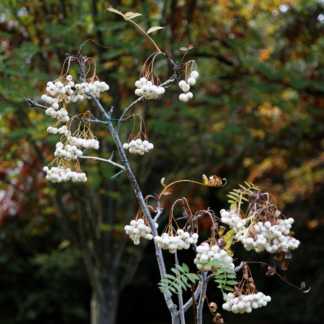 Sorbus Cashmiriana - Kashmir Rowan Tree - Circa 2m Tall