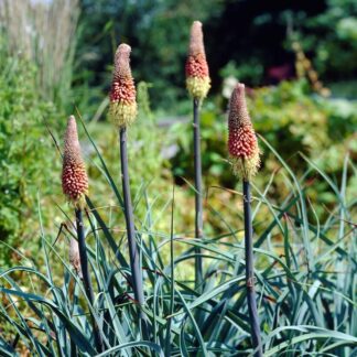Kniphofia Caulescens - Red Hot Poker