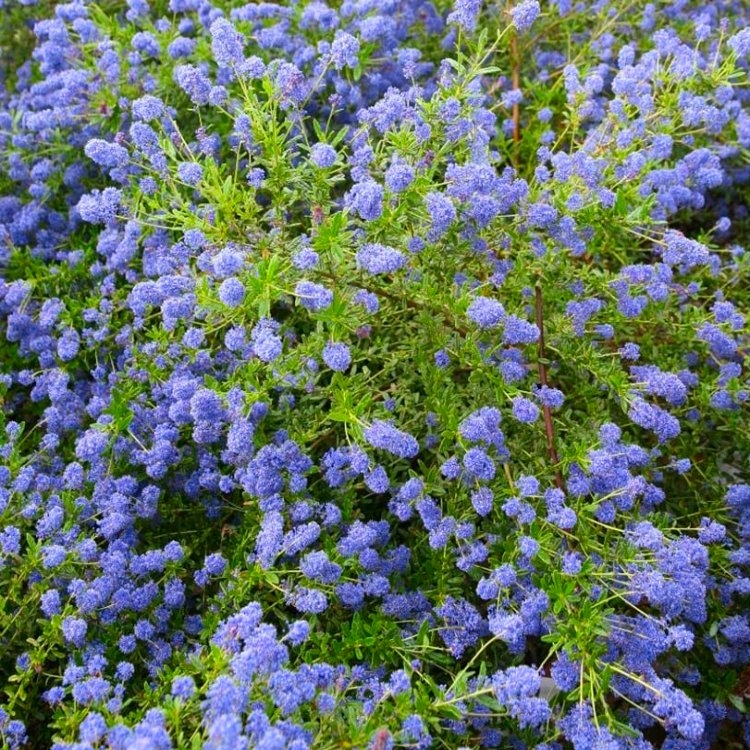 Ceanothus 'Concha' - Large Circa 80-100cm Specimen Plant