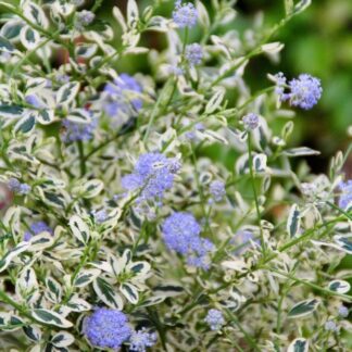 Ceanothus Impressus Cool Blue - Hardy Variegated Victoria Ceanothus