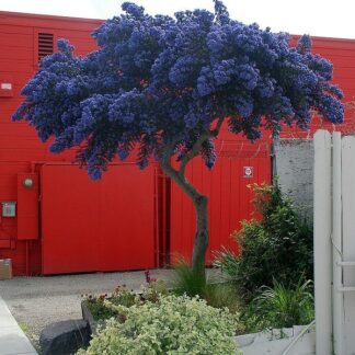 Evergreen California Lilac Tree - Patio Standard Ceanothus Concha Tree