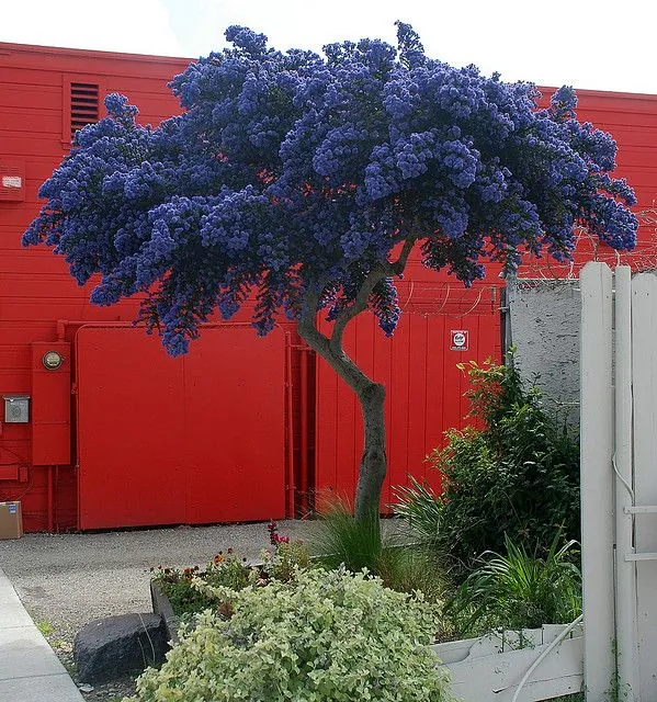 Evergreen California Lilac Tree - Patio Standard Ceanothus Concha Tree