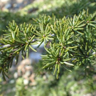 Cedrus Libani - Cedar of Lebanon
