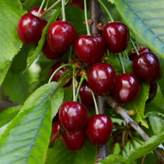 Cherry Tree - Celeste Patio (Gisela 5) - 150-170cm Tall