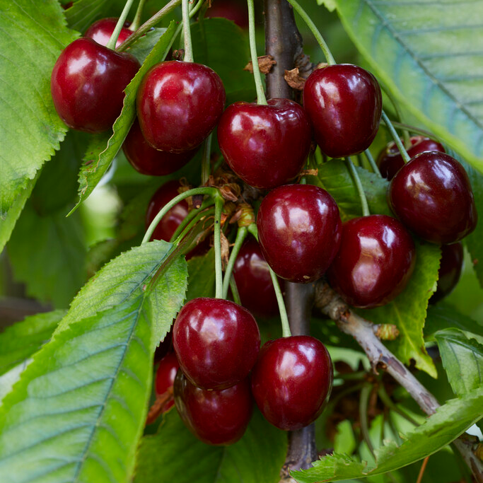 Cherry Tree - Celeste Patio (Gisela 5) - 150-170cm Tall