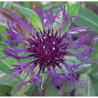 Centaurea Montana Amethyst Dream