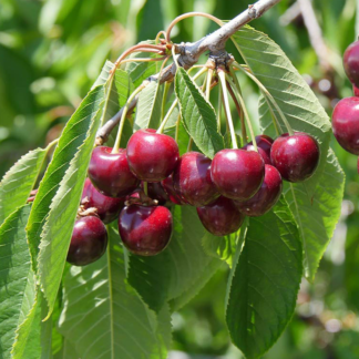 Cherry Tree - Sunburst Patio (Gisela 5) - 150-170cm Tall