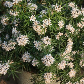 Choisya Ternata White Dazzler - Fragrant Mexican Orange Blossom