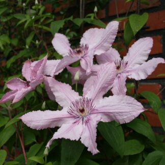 Clematis Hagley Hybrid