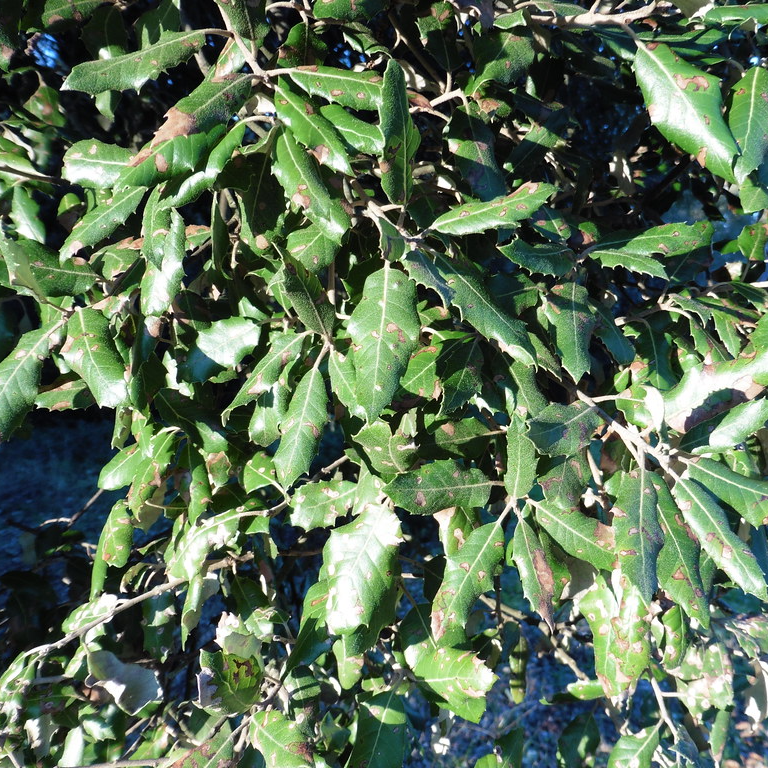 Quercus Ilex - Holm Oak Tree - Circa 2m Tall
