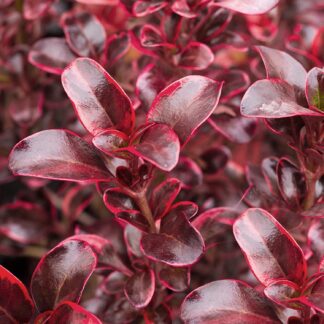 Coprosma Repens Eclipse - Red Ruby Evergreen