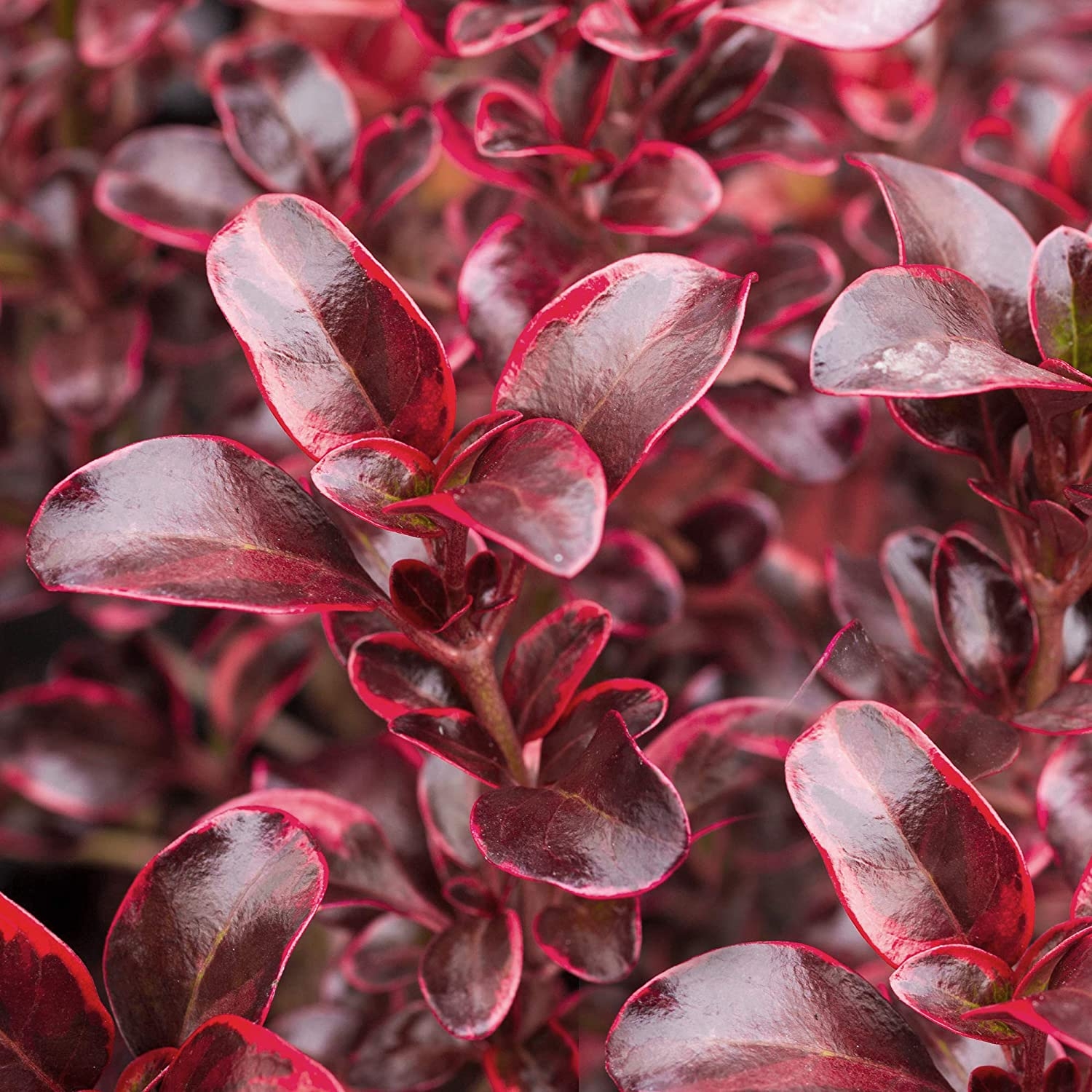 Coprosma Repens Eclipse - Red Ruby Evergreen