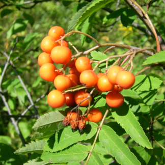 Sorbus Aucuparia 'Croft Coral' - Mountain Ash Tree - Circa 2m Tall