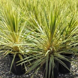 Cordyline Australis Torbay Sparkler Dazzler