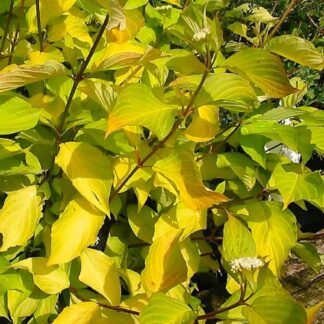 Cornus Alba 'Aurea' - Golden Dogwood