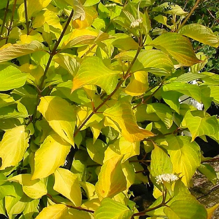 Cornus Alba 'Aurea' - Golden Dogwood