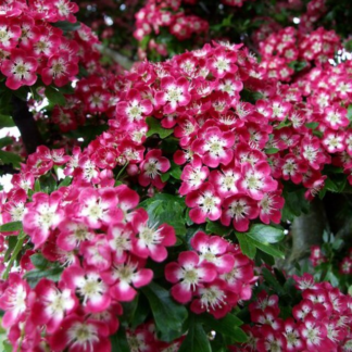 Crataegus x Media 'Crimson Cloud' - Flowering Hawthorn Tree - Circa 2m Tall