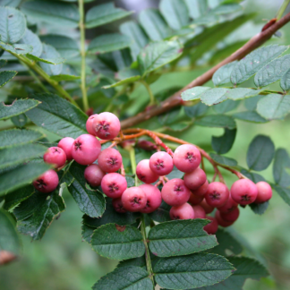 Sorbus Vilmorinii 'Pink Charm' - Vilmorin's Rowan Tree - Circa 2m Tall