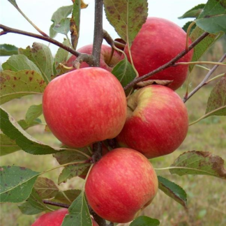 Apple Tree - Red Falstaff Bush (M26) - 150-170cm Tall