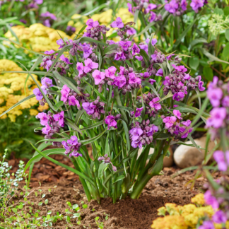 Tradescantia Brainstorm - Spider Lily