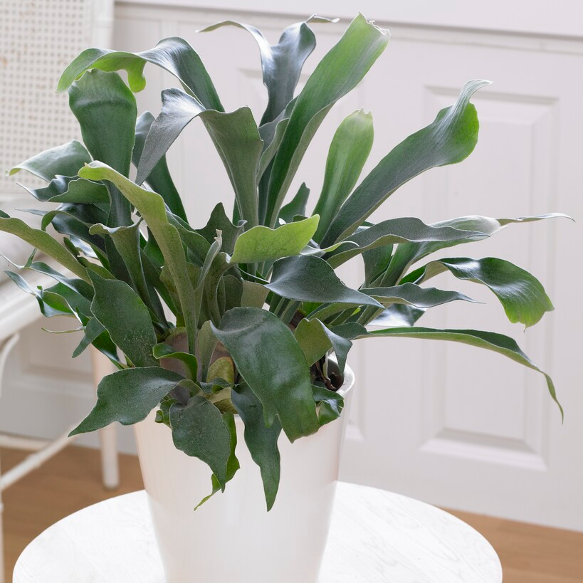Platycerium Bifurcatum - Common Staghorn Fern in Hanging Basket