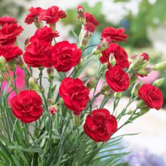 Dianthus Scent First Passion