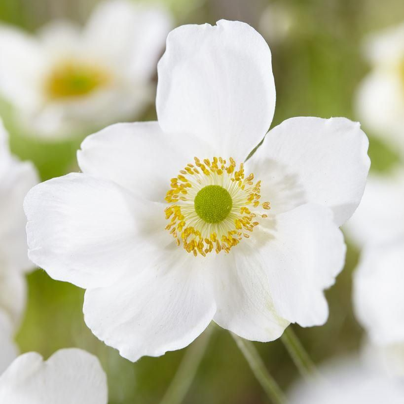Anemone Honorine Jobert - Japanese Anemone
