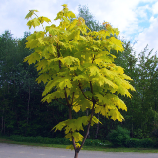 Acer Platanoides 'Princeton Gold' - Norway Maple - Circa 2m Tall