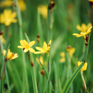 Sisyrinchium Californicum - Golden Eyed Grass