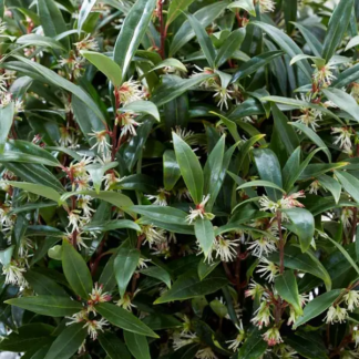 Sarcococca Hookeriana 'Purple Gem' – Fragrant Sweet Box
