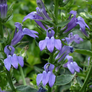 Lobelia Siphilitica  - Blue Cardinal Flower
