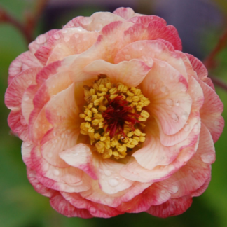 Geum Cocktail Cosmopolitan