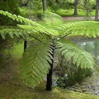 Cyathea Highland Lace - Australian Tree Fern - Sphaeropteris Cooperi